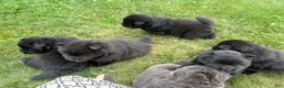 Chow Chow dogs for sale: Irvin - Ad 1