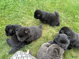 Chow Chow dogs Irvin - Ad 4