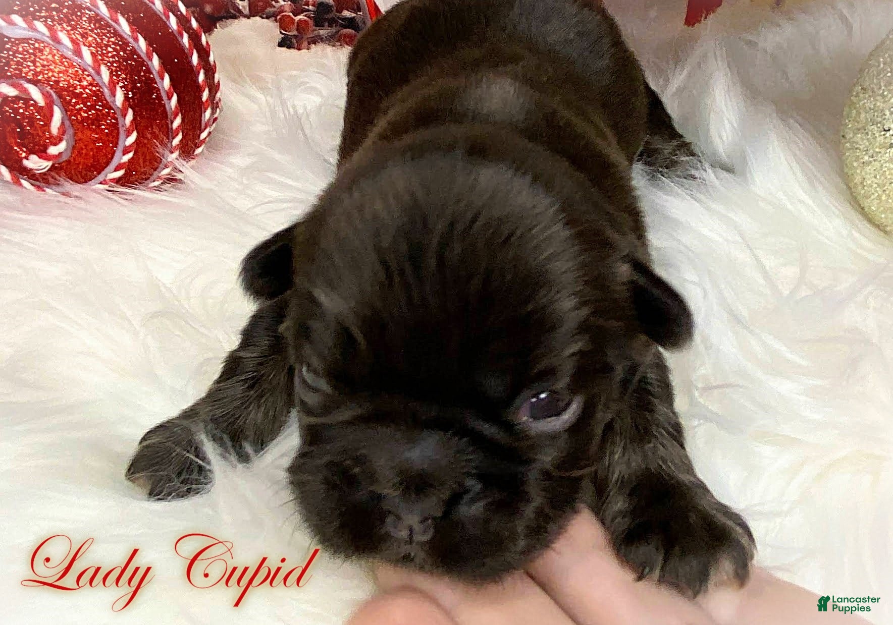 French Bulldog dogs Fluffy Cupid of House of Hepley - Ad 38