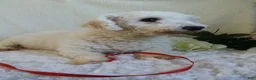 Bichpoo dogs for sale: Lonnie - Ad 9