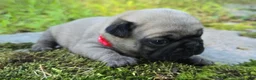 Pug dogs for sale: Bo - Ad 7