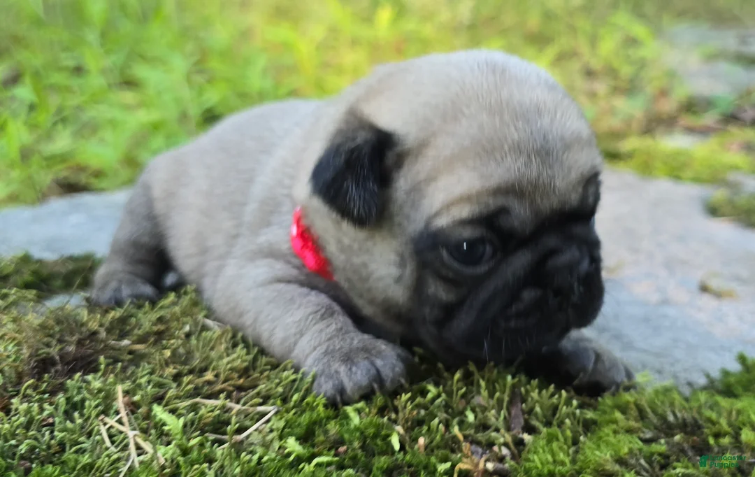 Pug dogs for sale: Bo - Ad 7