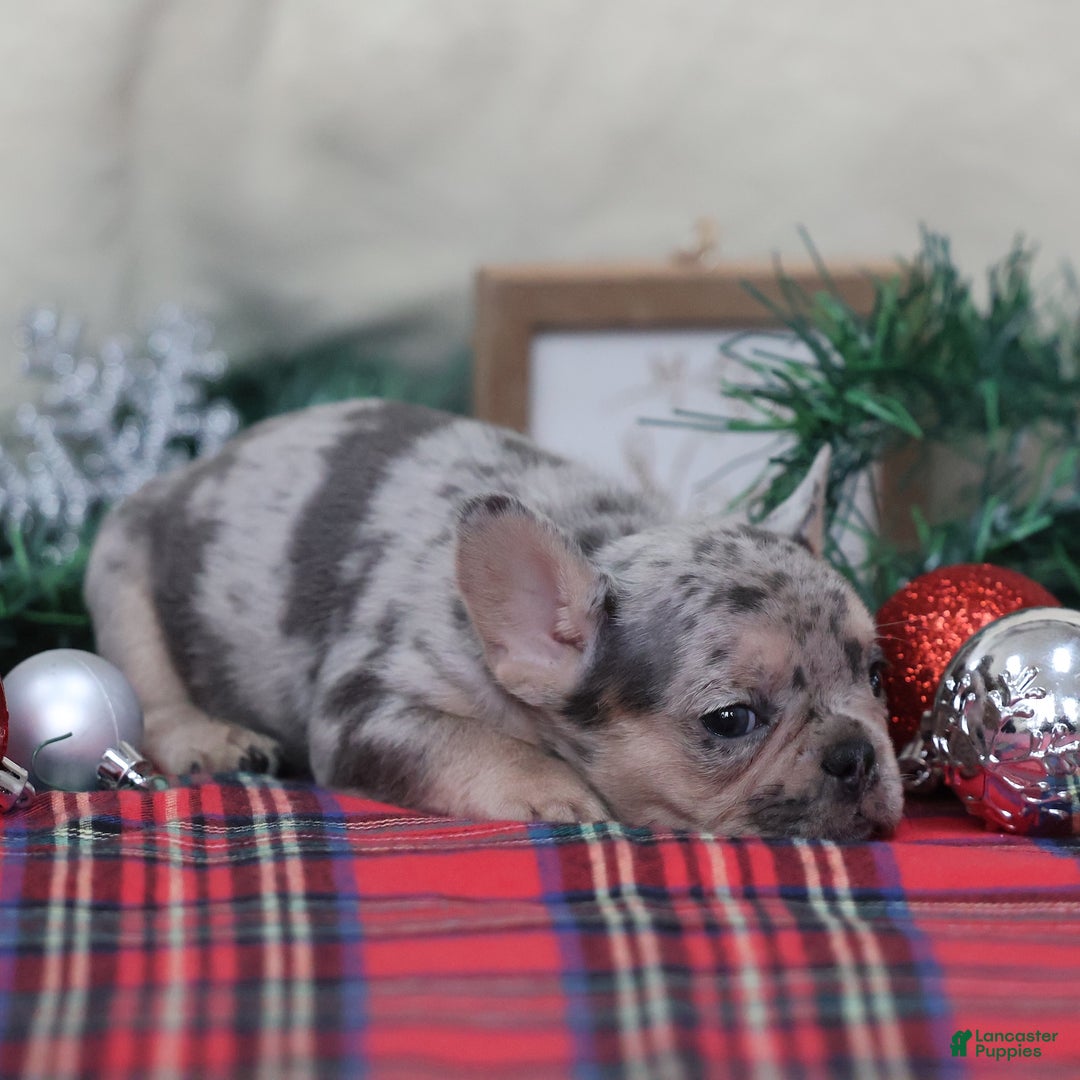 French Bulldog dogs for sale: Amanda - Ad 5