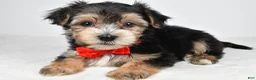 Morkie dogs for sale: Jake - Ad 6