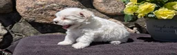 Havanese dogs for sale: Turbo - Ad 7