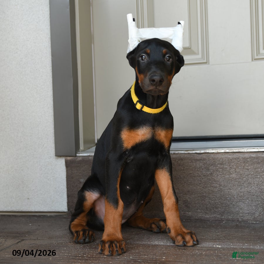 Doberman Pinscher dogs Dolly - Ad 1