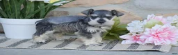Miniature Schnauzer dogs for sale: Triscuit - Ad 3