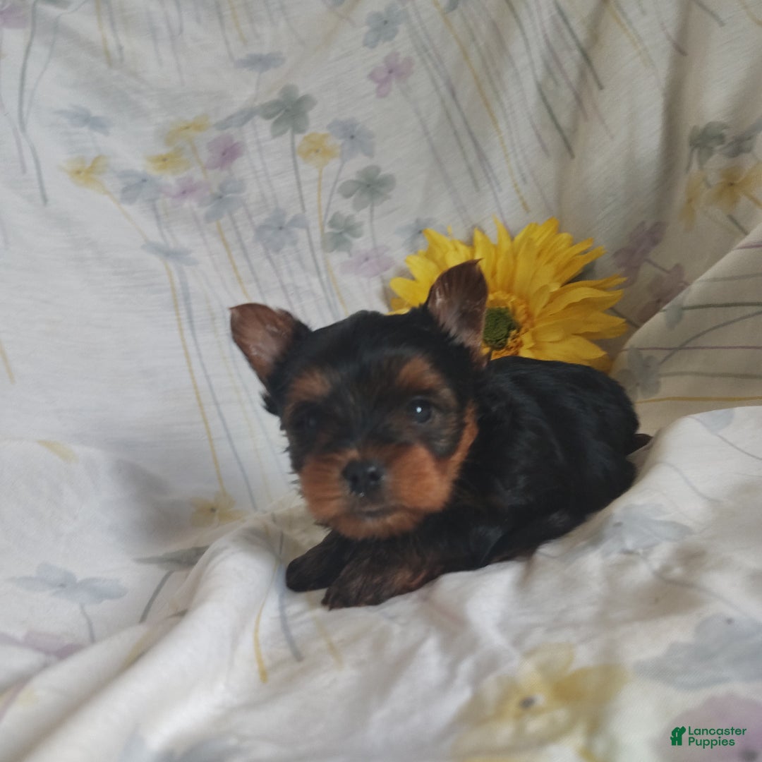 Yorkshire Terrier dogs for sale: Charlie - Ad 2
