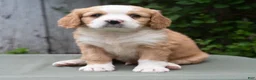 Miniature Bernese Mountain Dog dogs for sale: Kason  - Ad 3