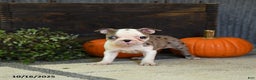 Boston Terrier dogs for sale: Kenzie - Ad 6