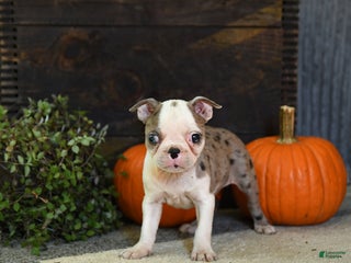 Boston Terrier dogs - Ad 21