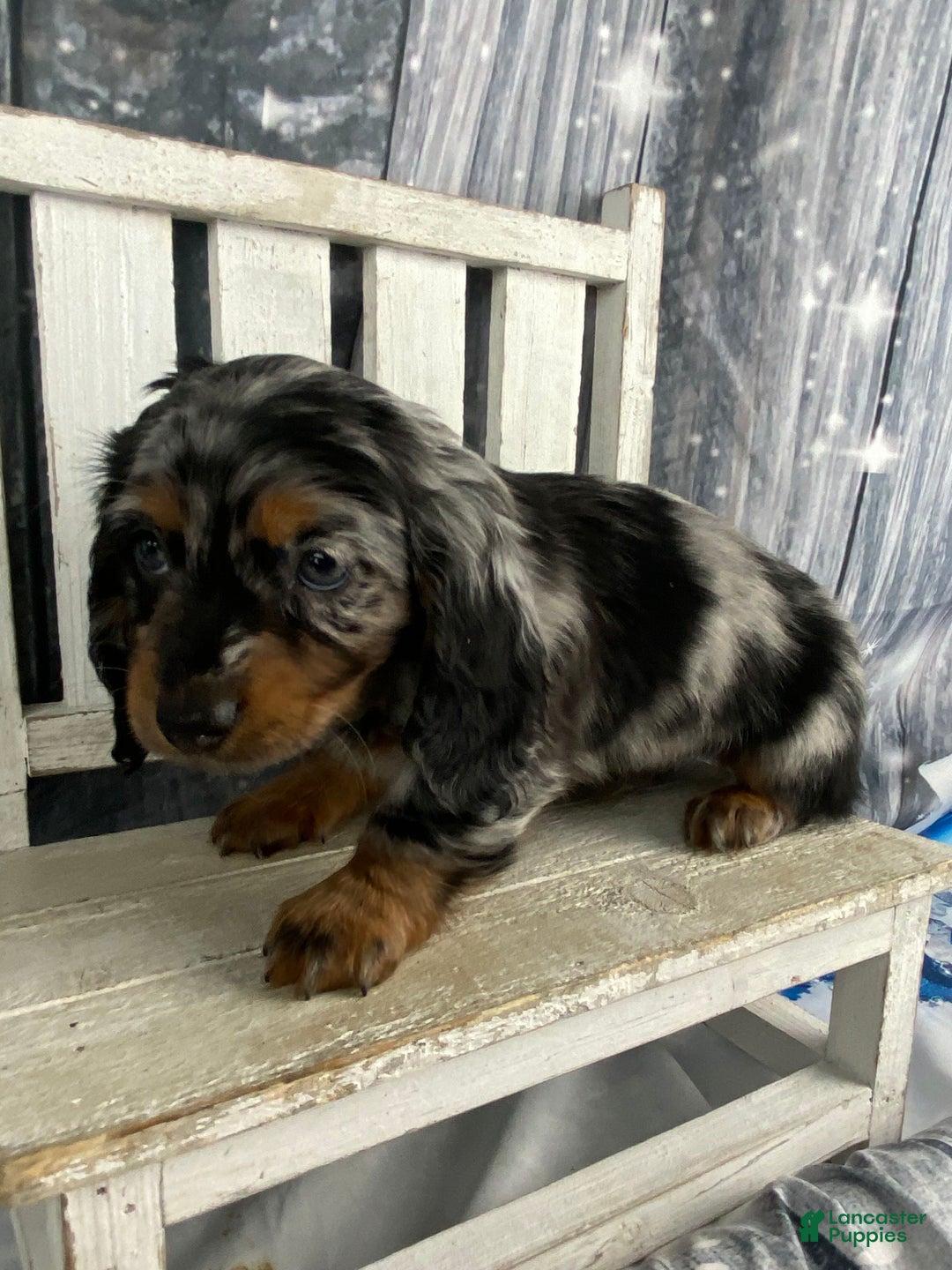 Miniature Dachshund dogs for sale: Marlow - Ad 4