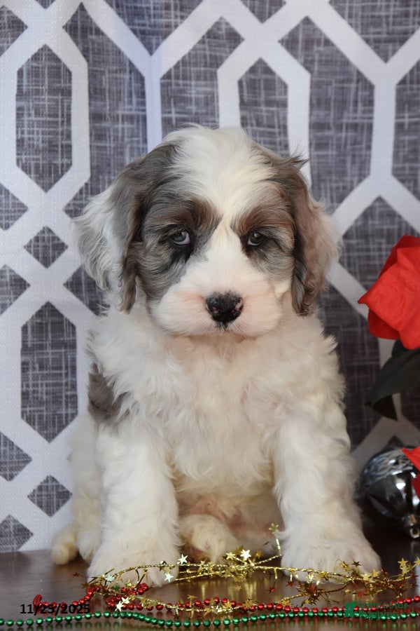 Cockapoo dogs Lisa - Ad 38