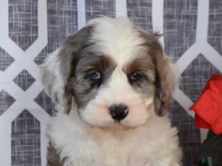 Cockapoo dogs Lisa - Ad 27