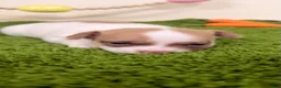Chihuahua dogs for sale: Bruno - Ad 1
