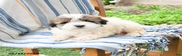 Maltipoo dogs for sale: Sunshine - Ad 1