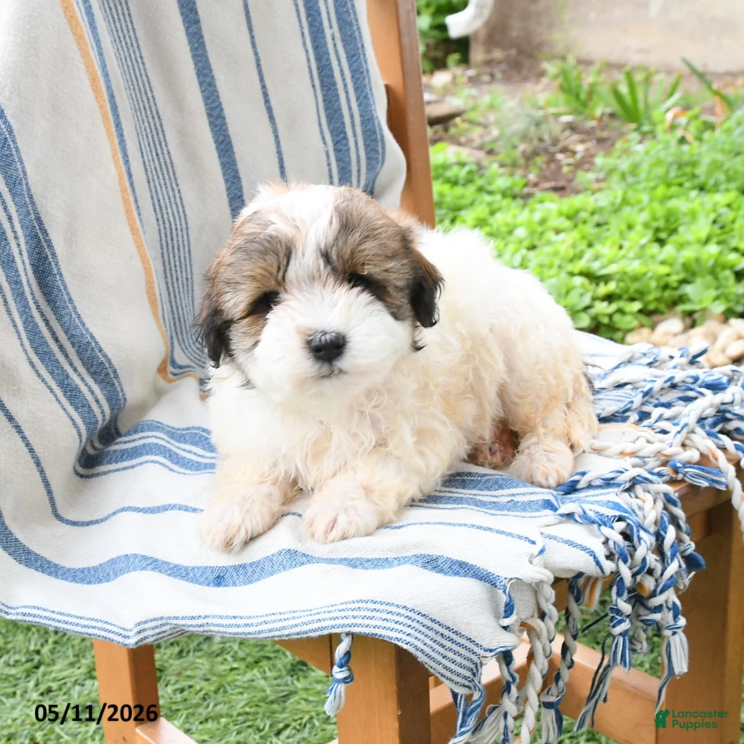 Maltipoo dogs for sale: Sunshine - Ad 1