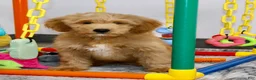 Mini Goldendoodle dogs for sale: 🐶Bentley❤️ - Ad 3