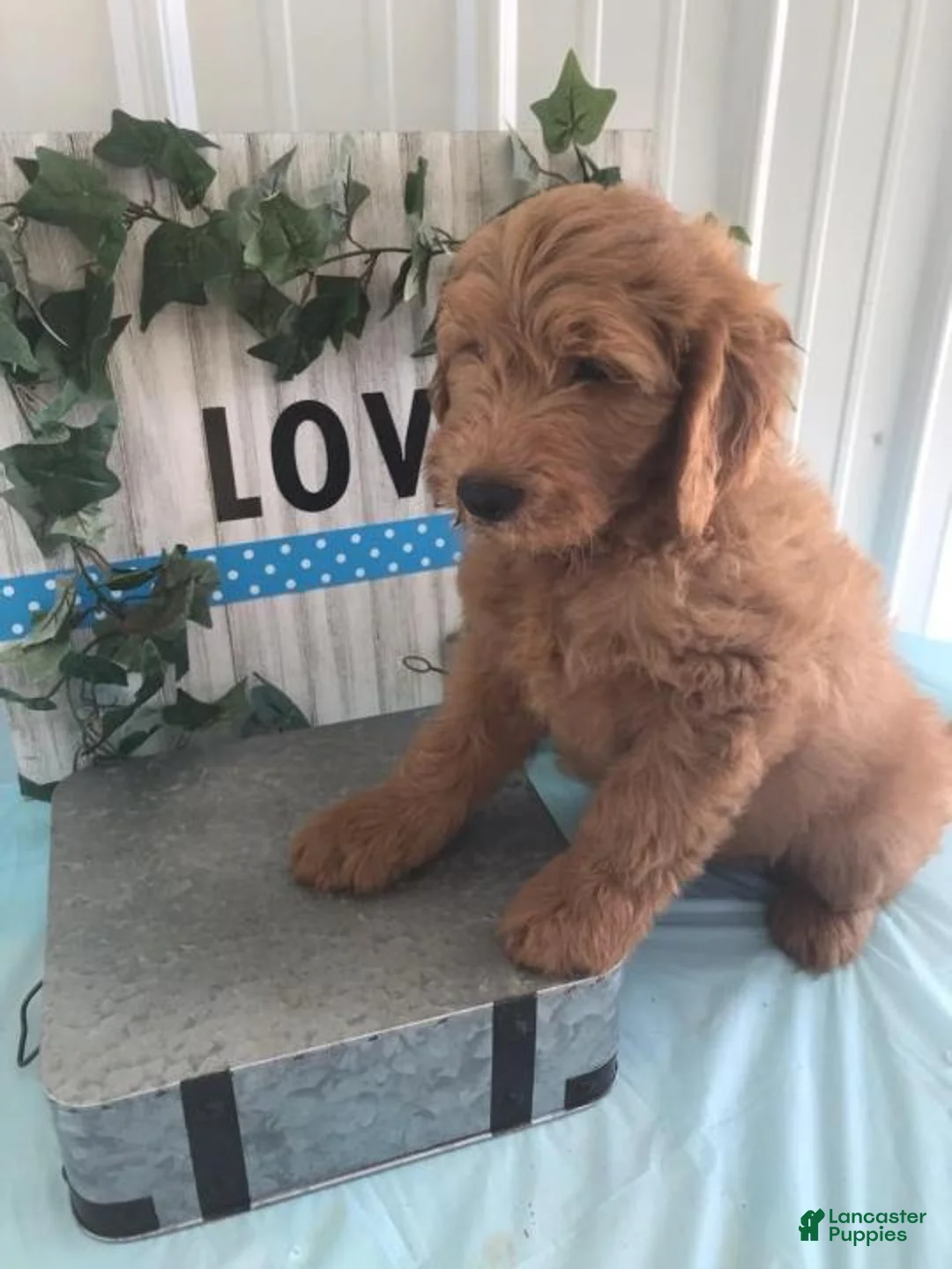 Gallery Image {{count}}