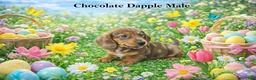 Miniature Dachshund dogs for sale: Miniature Dachshund Puppy 1 - Ad 1