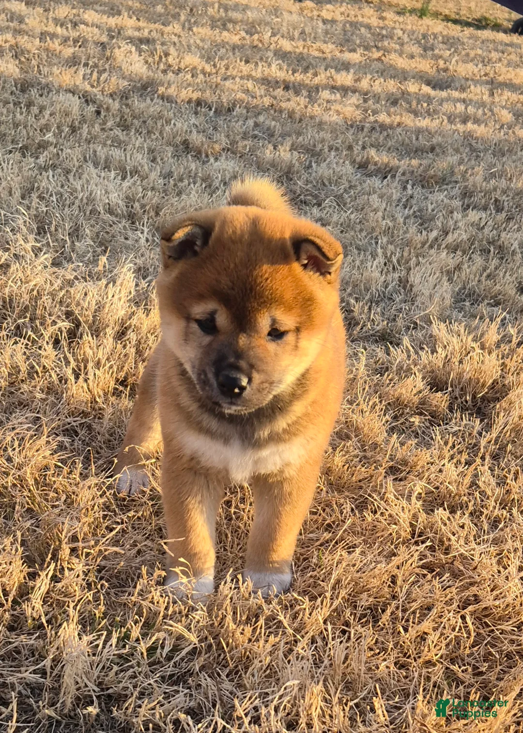 Shiba Inu dogs for sale: Leo - Ad 2