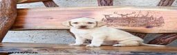 Labrador Retriever dogs for sale: Zairey - Ad 2