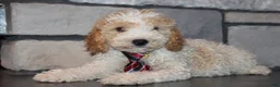 Mini Goldendoodle dogs for sale: Mini Ziggy - Ad 3
