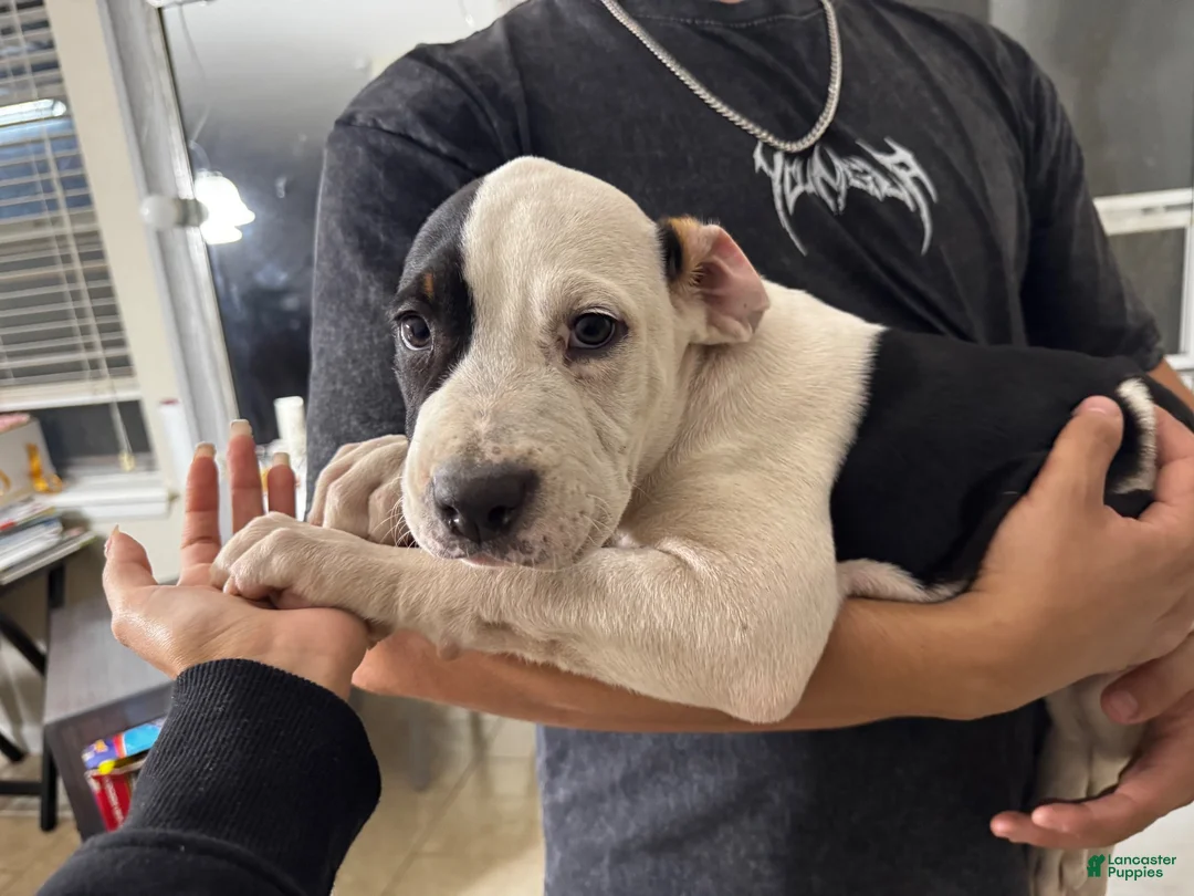 American Pit Bull Terrier dogs for sale: Baca - Ad 2