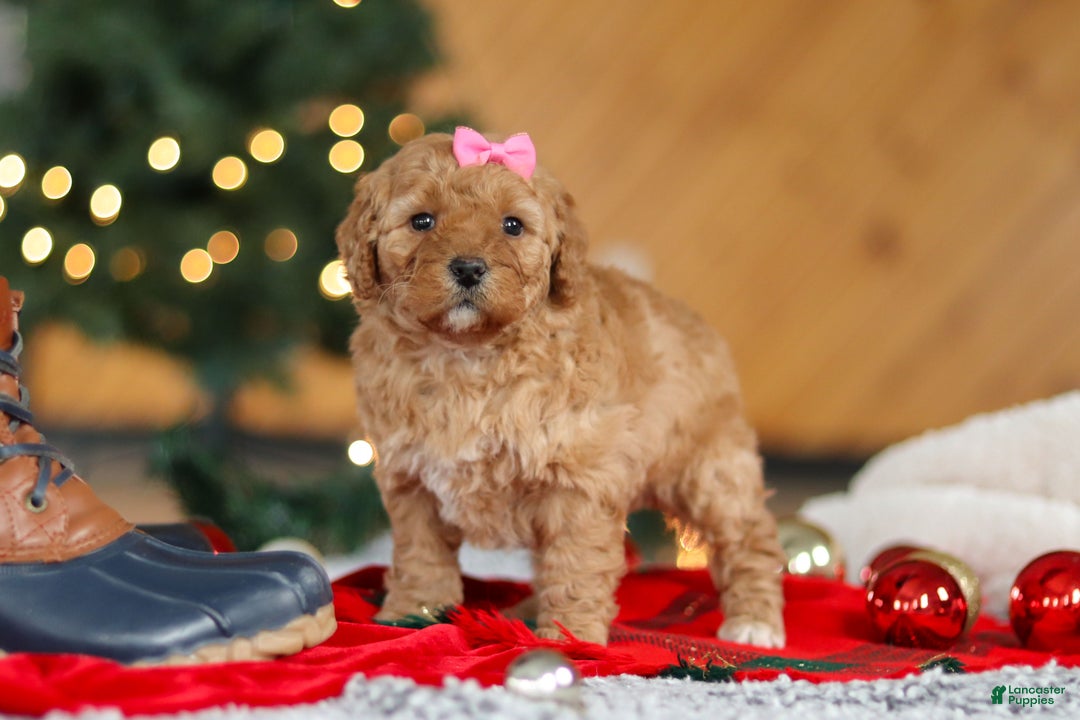 Mini Goldendoodle dogs for sale: Belle  - Ad 2
