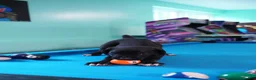Cane Corso dogs for sale: Scarlet - Ad 3