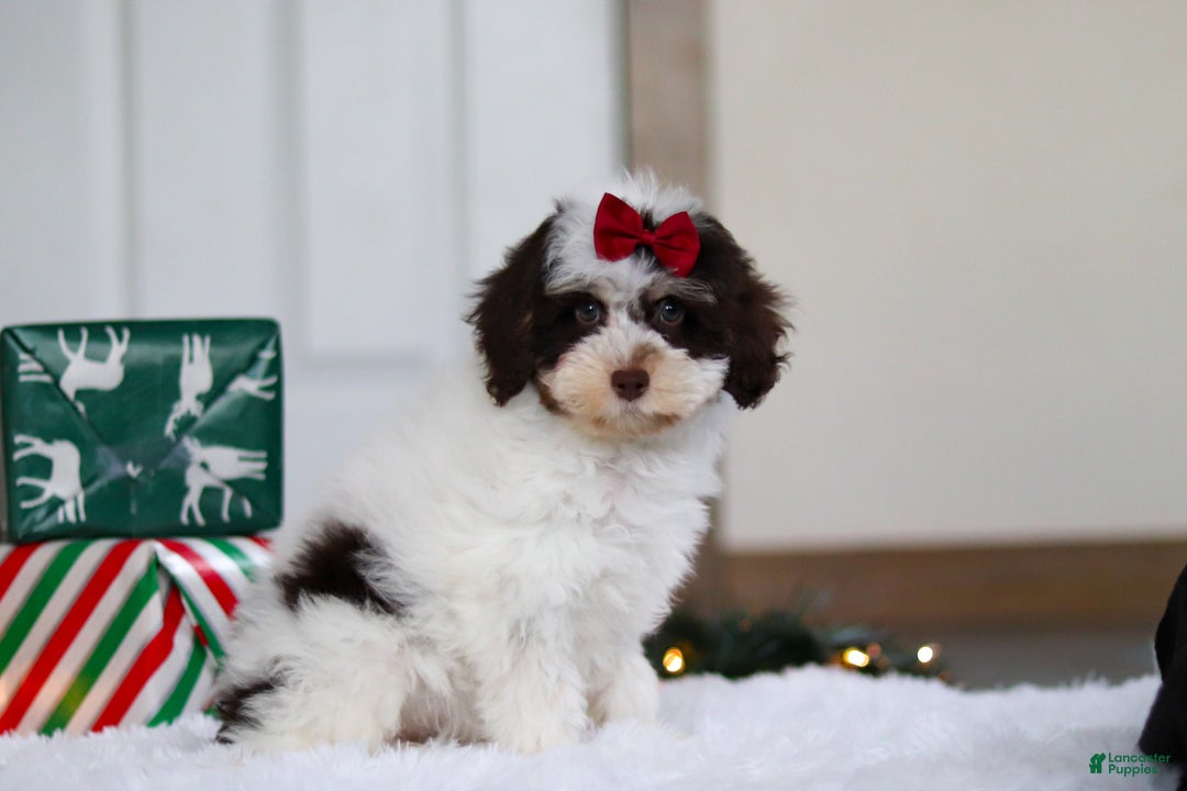 Mini Aussiedoodle dogs for sale: Sugary - Ad 2