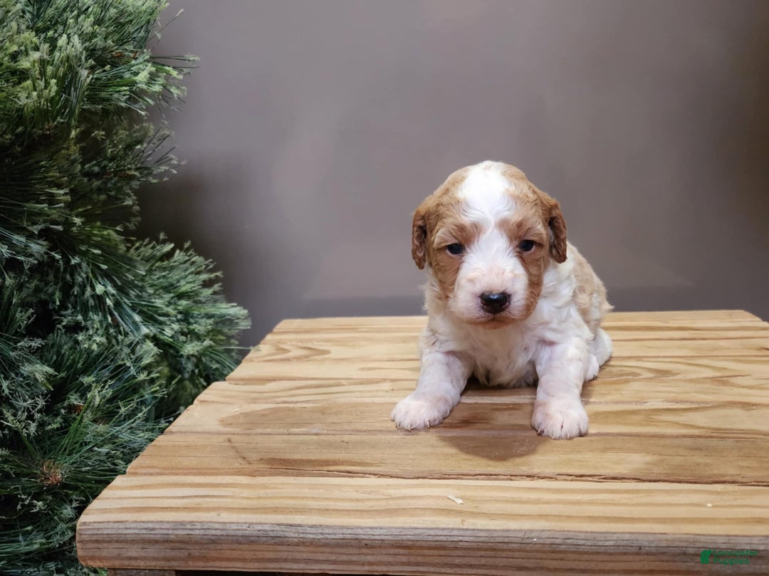 Mini Goldendoodle dogs for sale: Oma - Ad 12