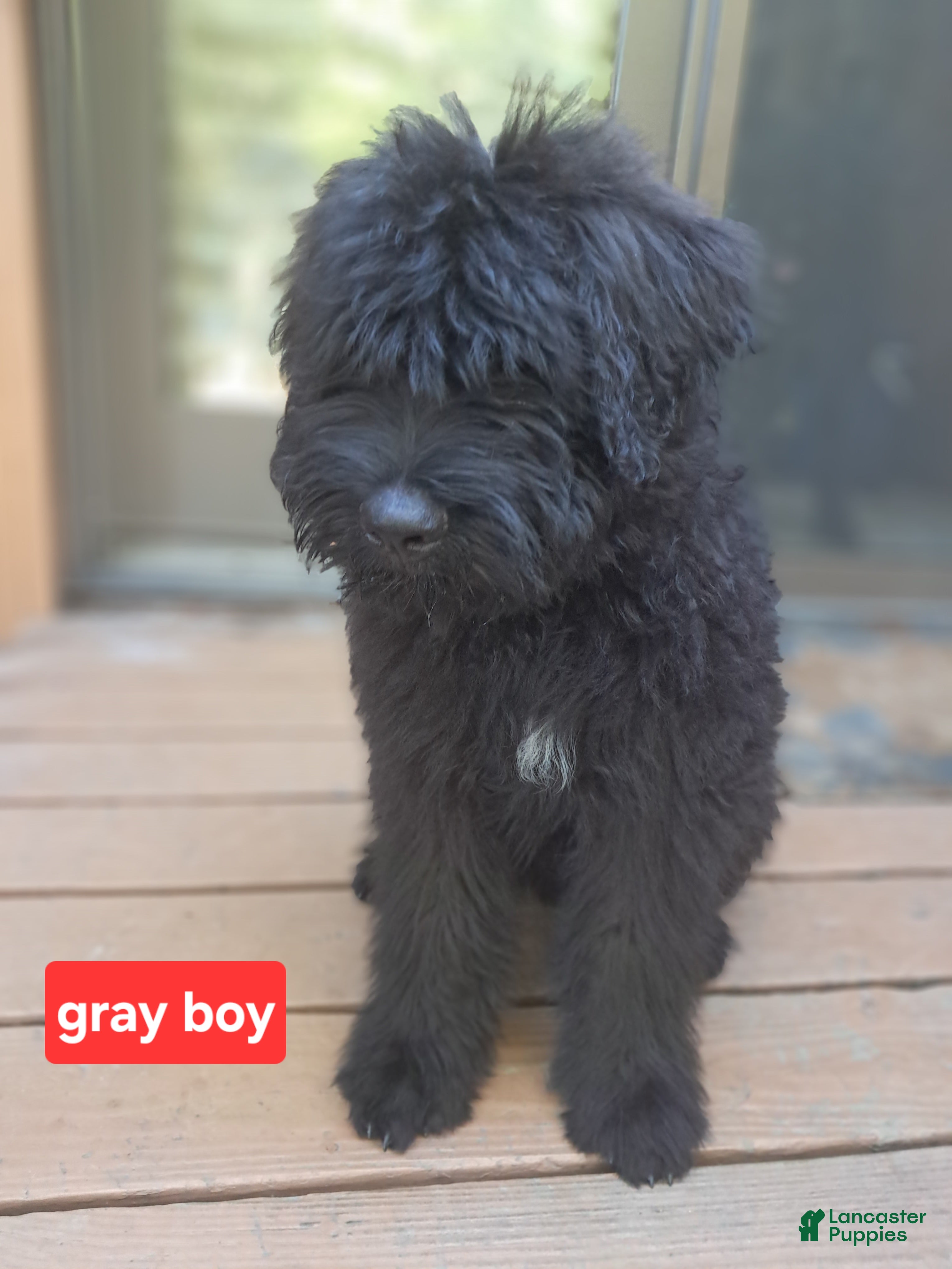 Bouvier Des Flandres dogs Bouvier Des Flandres 1 - Ad 2
