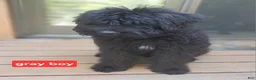 Bouvier Des Flandres dogs for sale: Bouvier Des Flandres 1 - Ad 2