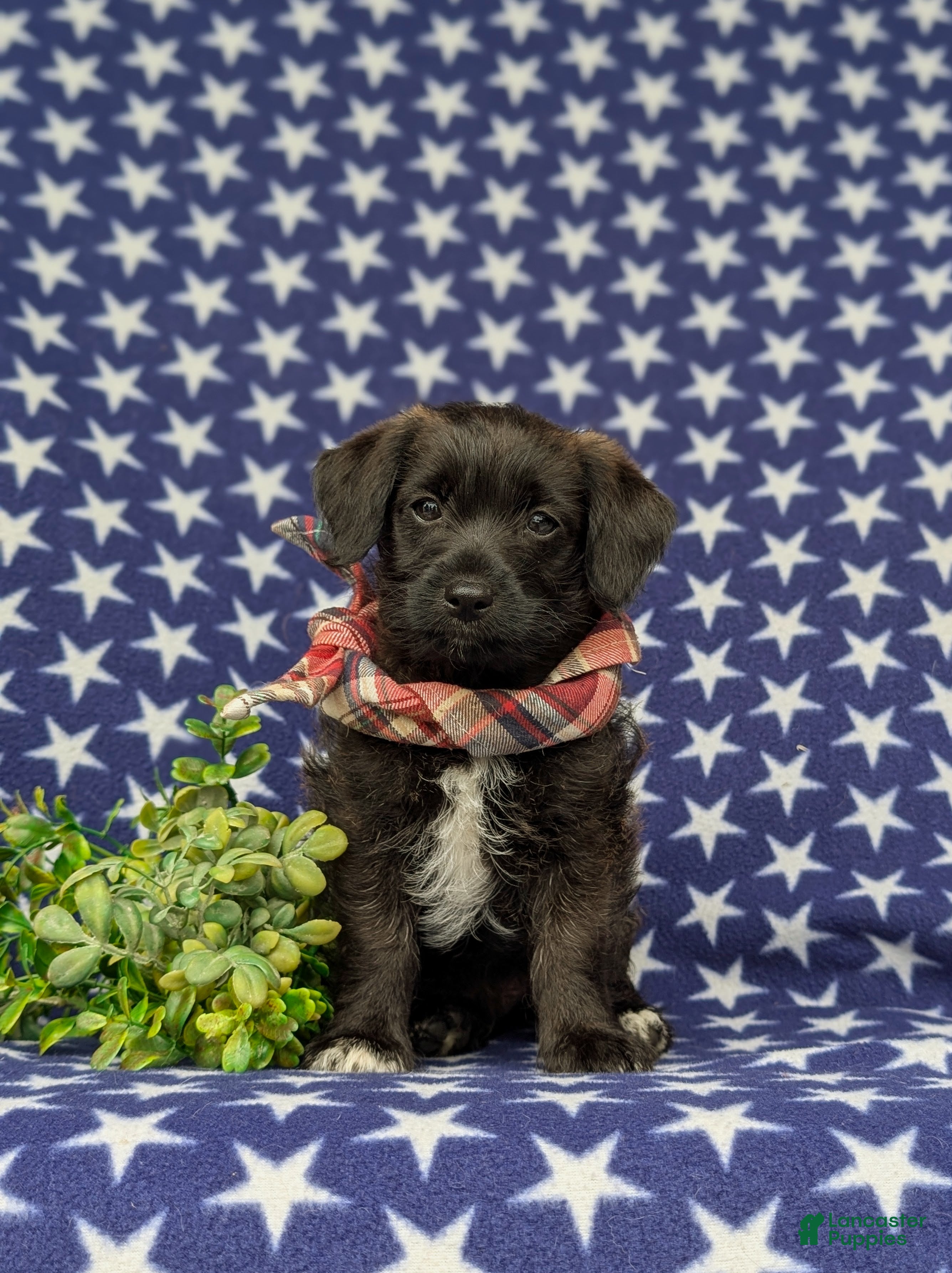 Jackapoo dogs Sergio - Ad 2