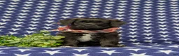 Jackapoo dogs for sale: Sergio - Ad 2