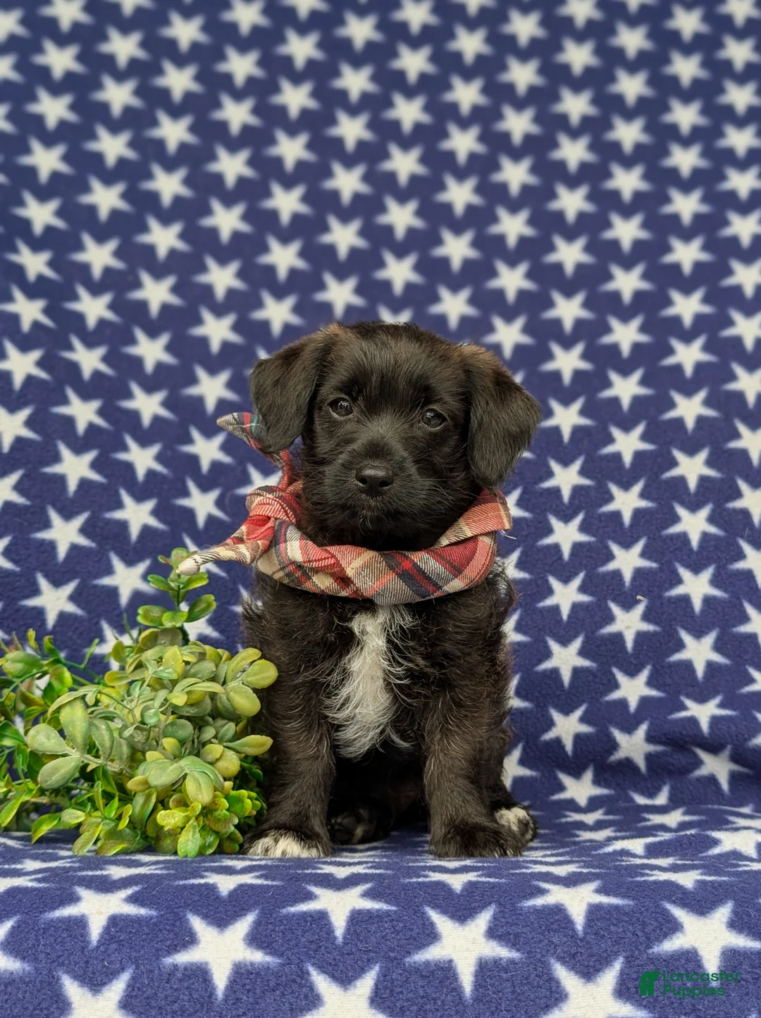 Jackapoo dogs for sale: Sergio - Ad 2