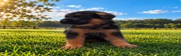 German Shepherd dogs for sale: Brown Boy - Ad 1