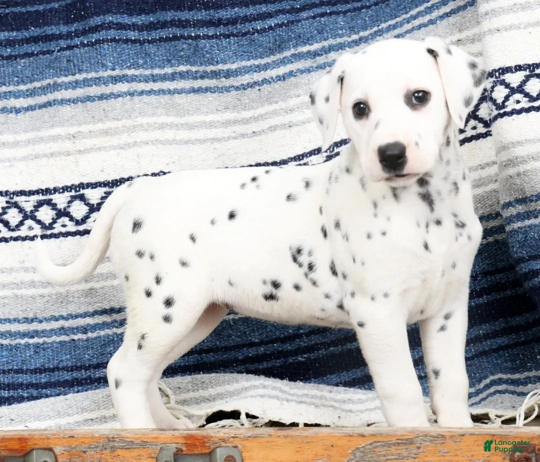 Dalmatian dogs for sale: Tasha - Ad 1
