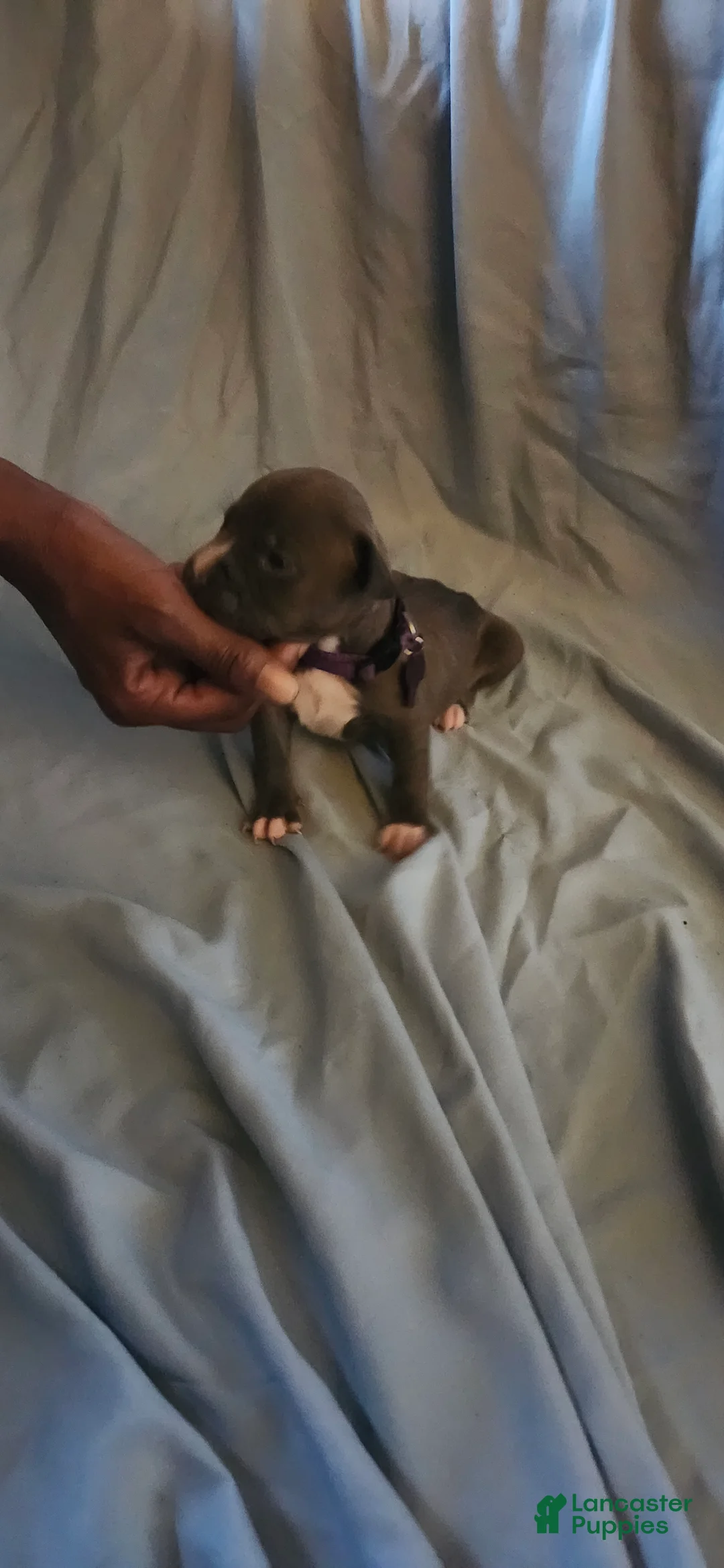 American Pit Bull Terrier dogs for sale: American Pit Bull Terrier 2 - Ad 2