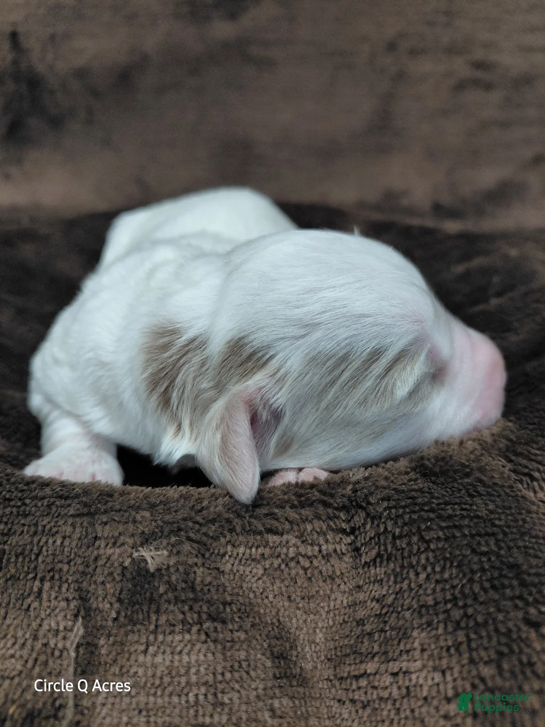 Mini Goldendoodle dogs for sale: Eagle - Ad 2