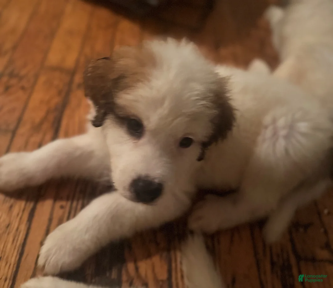 Mixed Breed dogs for sale: Mixed Breed 2 - Ad 2