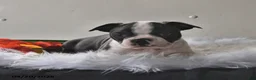 Boston Terrier dogs for sale: Winston - Ad 13