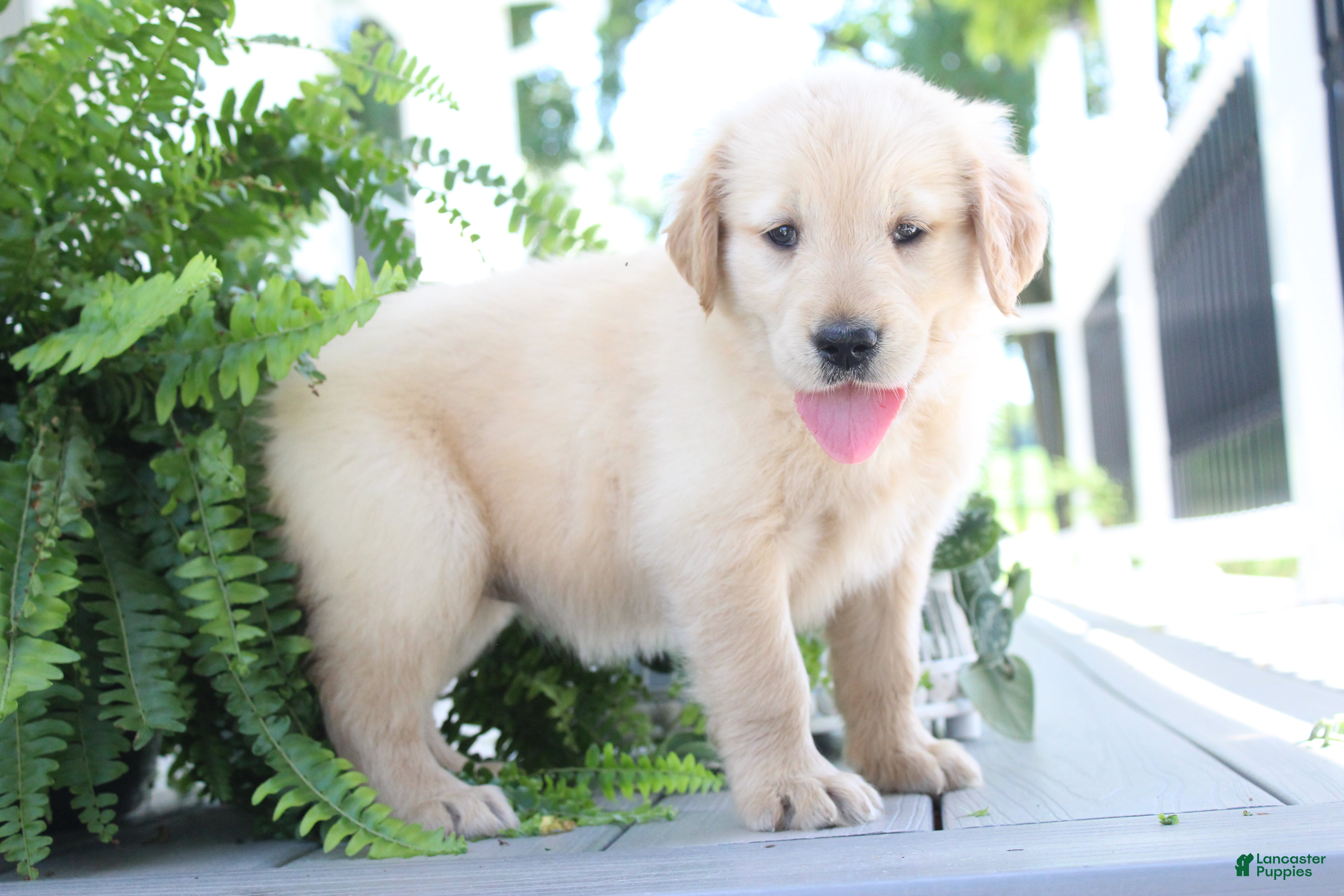 Golden Retriever dogs Summer - Ad 2