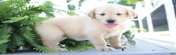 Golden Retriever dogs for sale: Summer - Ad 2