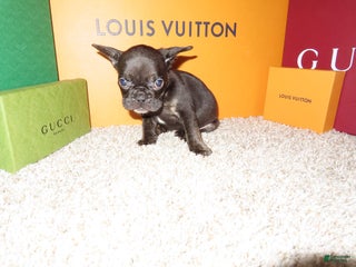 French Bulldog dogs - Ad 12