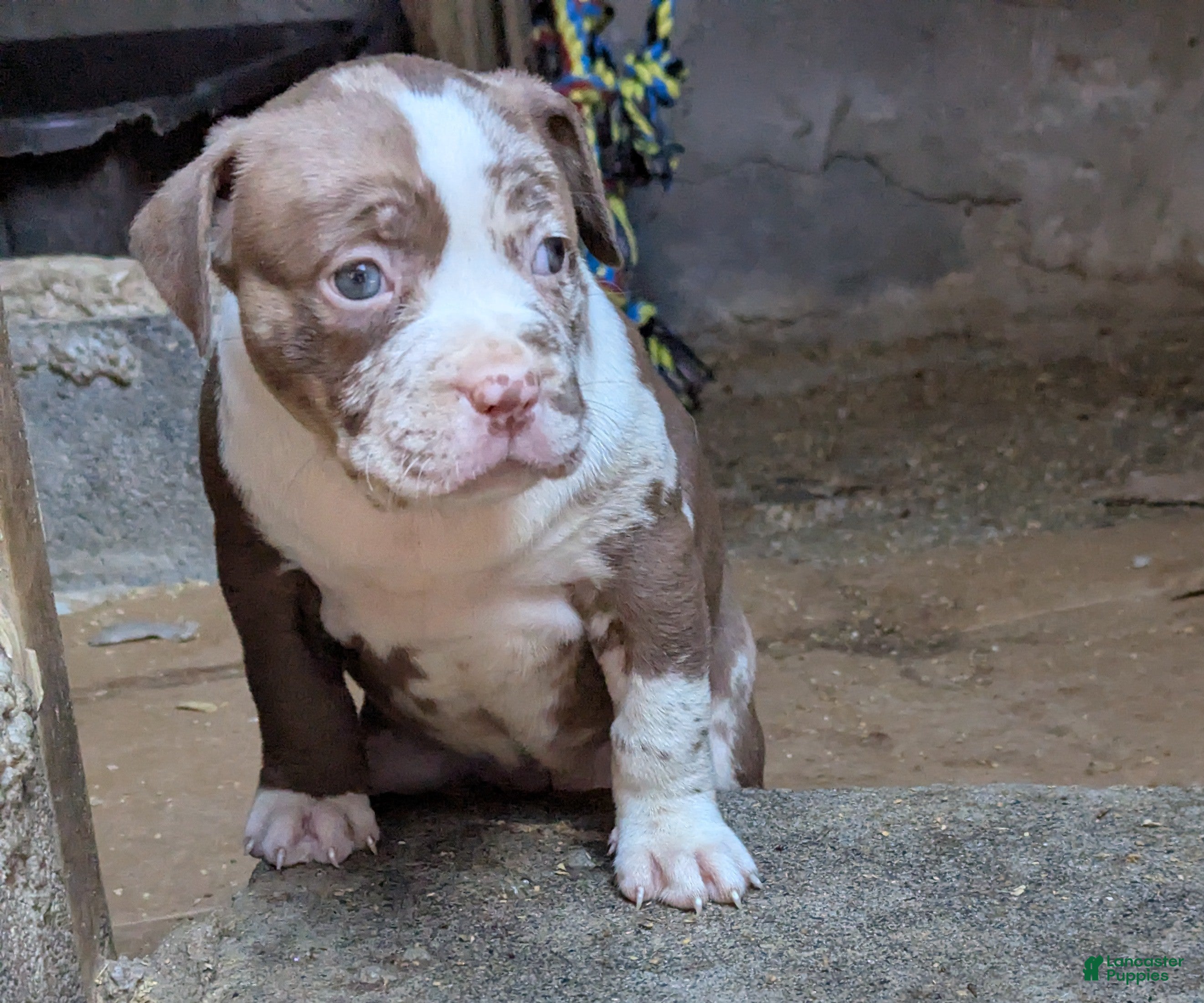 American Bully dogs Polaris - Ad 1