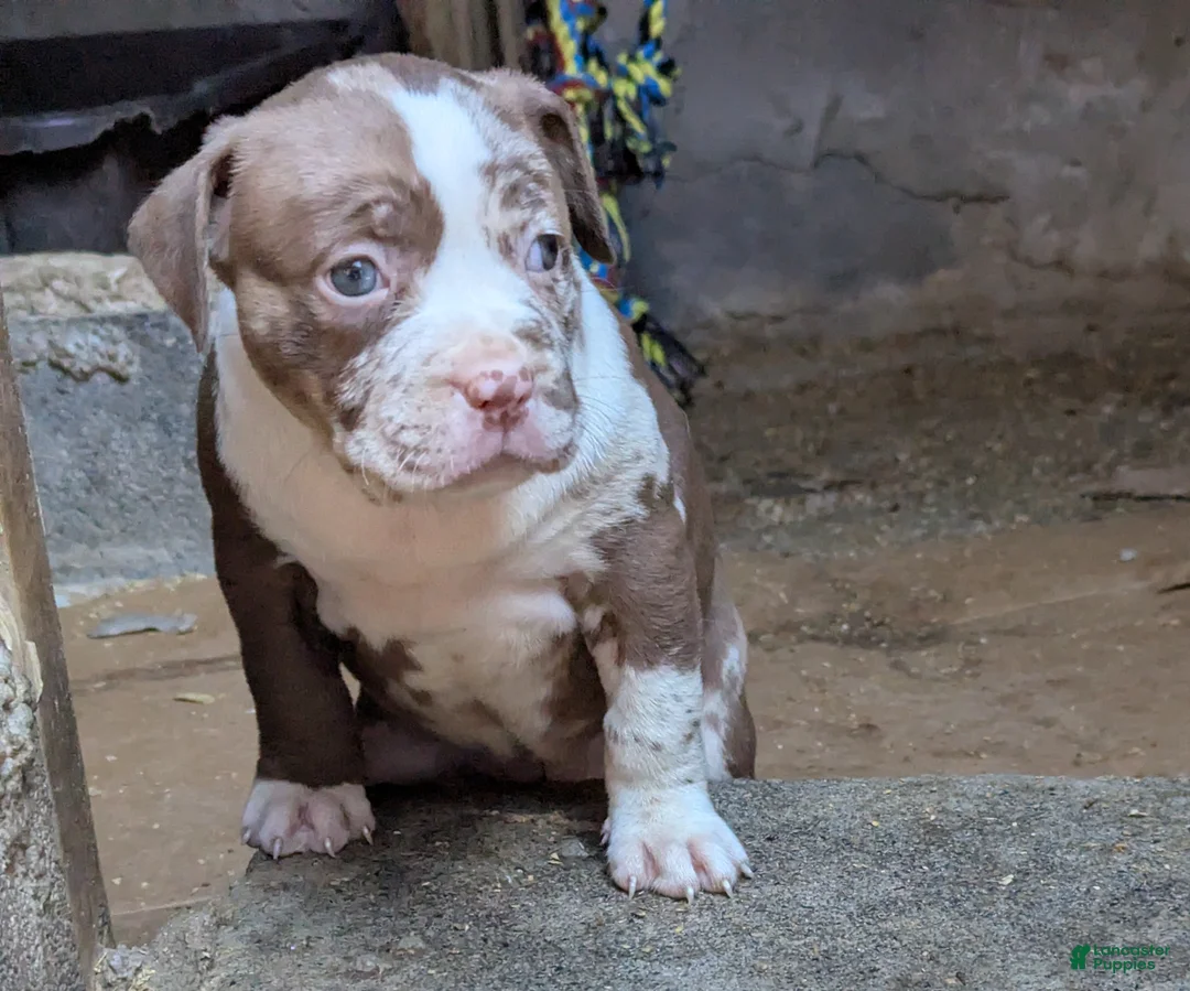 American Bully dogs for sale: Polaris - Ad 1