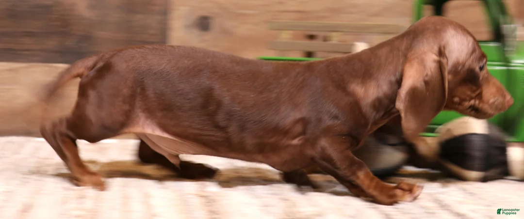 Miniature Dachshund dogs for sale: Wes chocolate smoothcoat - Ad 2