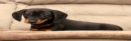 Miniature Dachshund dogs for sale: Bruno - Ad 3